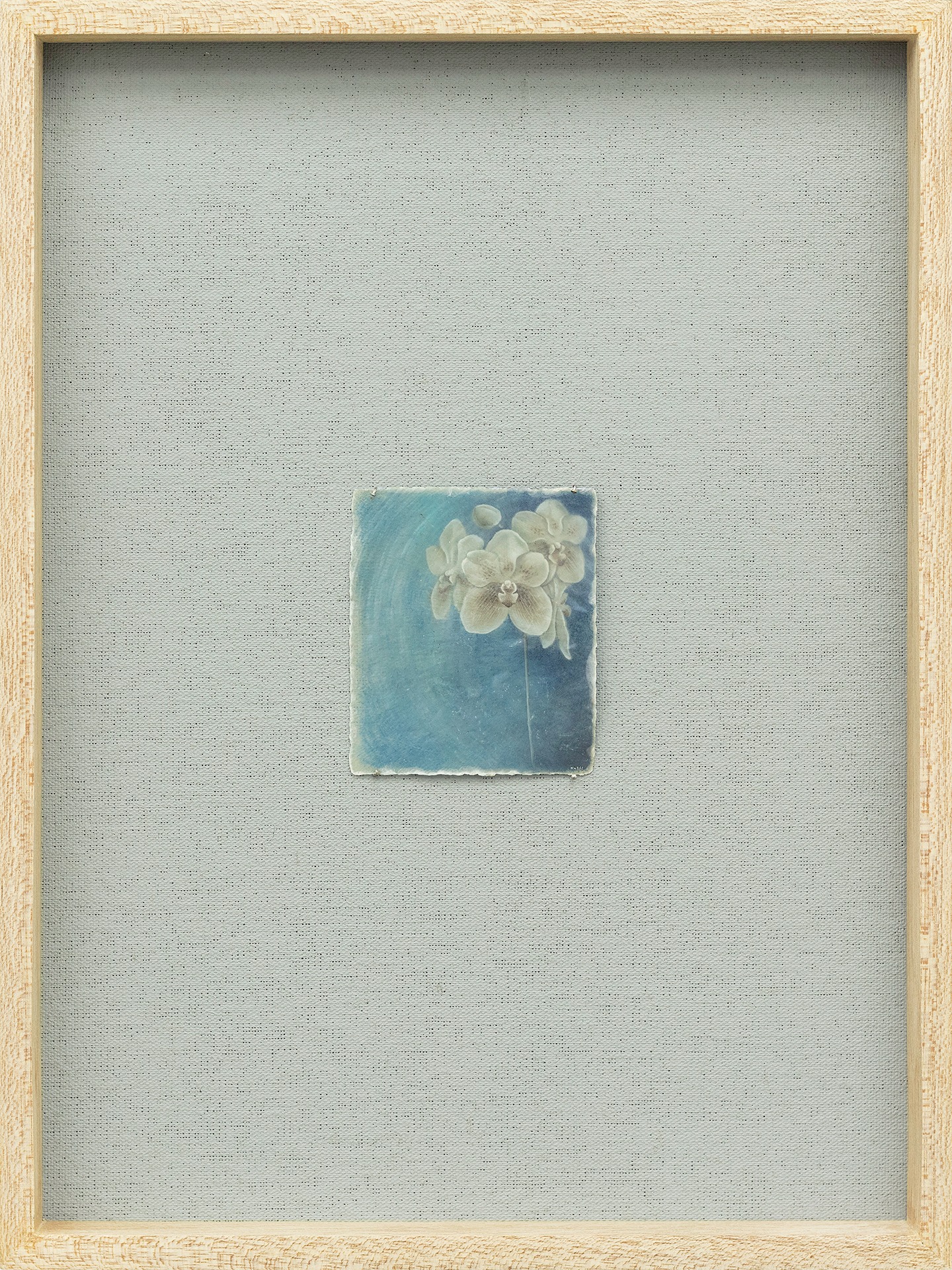 Vanishing I (Orchid Series)