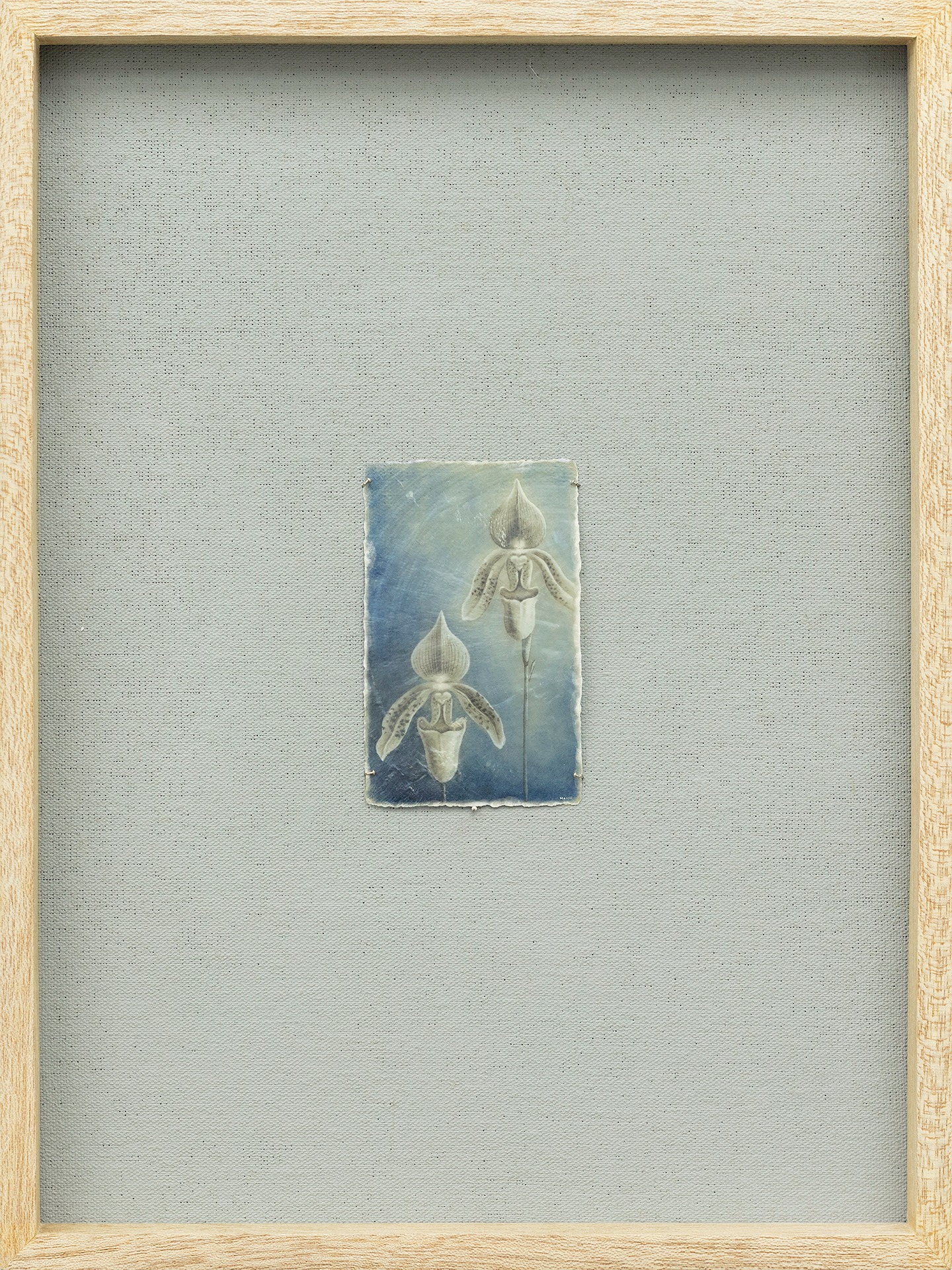 Vanishing II (Orchid Series)