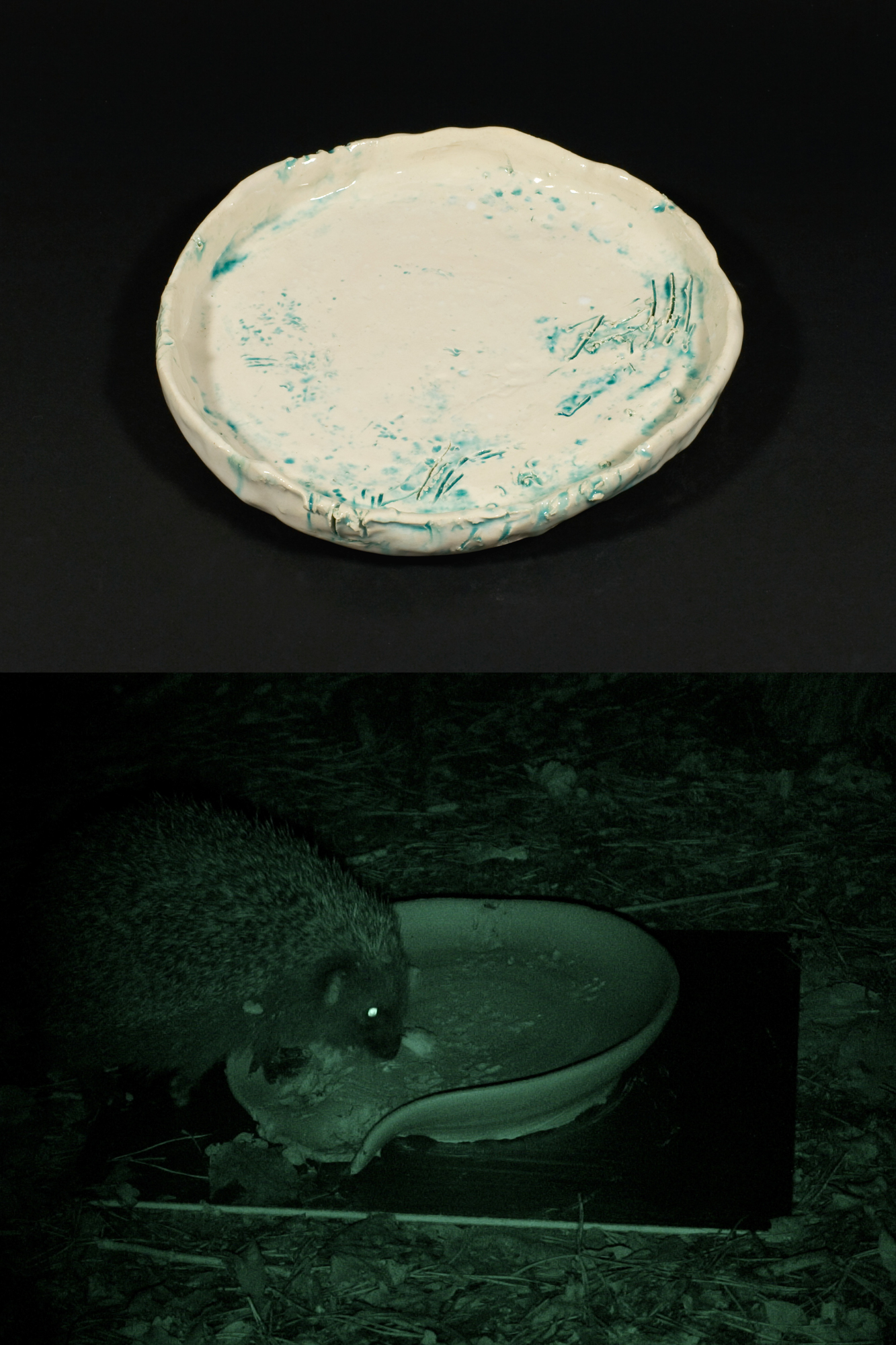 《Forest Dishes No.11》